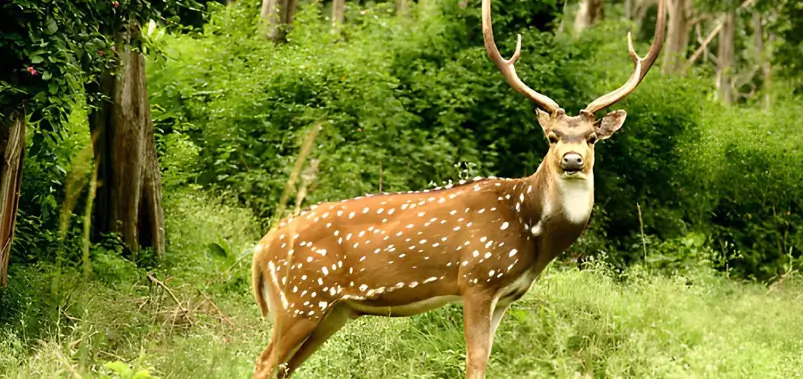 Nagarhole-National-Park