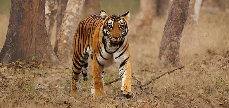 Nagarhole-National-Parks