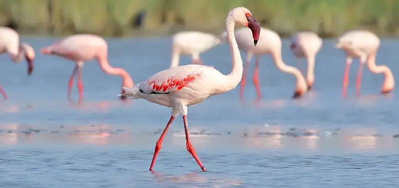 Nal Sarovar Bird Sanctuary