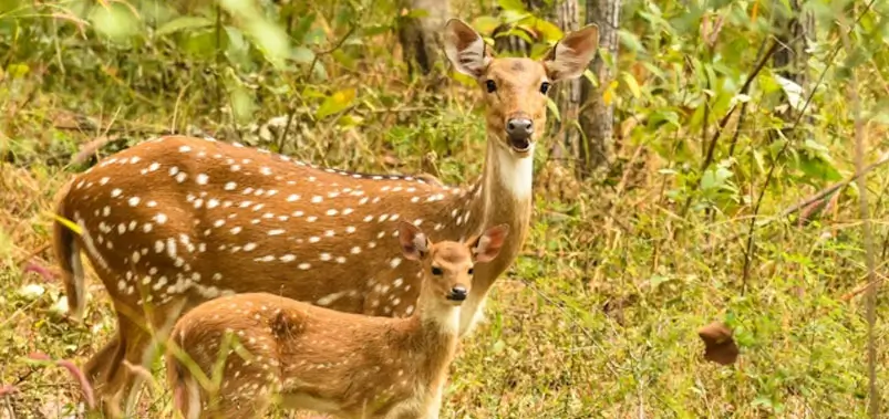 Pench-National-Park