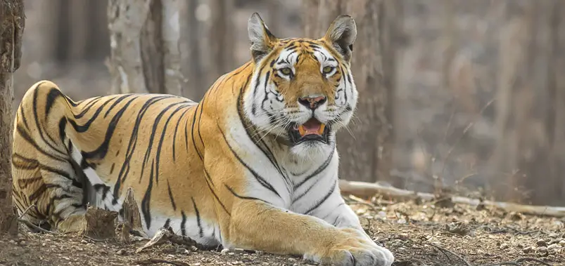 Pench-National-Parks