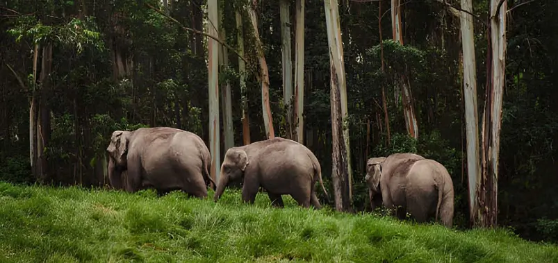 Periyar-National-Park