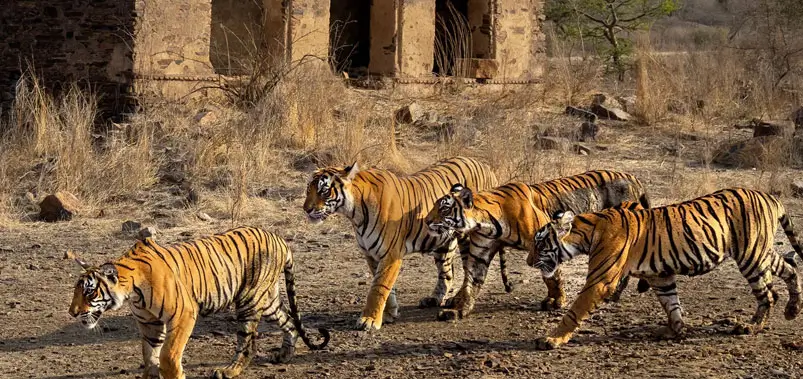 Ranthambore-Indias-Famous-Tiger-Safari-Destination