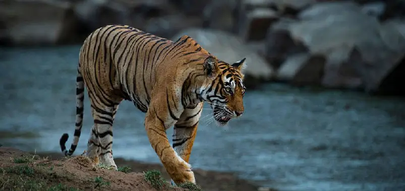 Ranthambore-National-Park