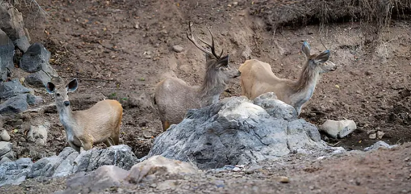 Satpura-National-Park