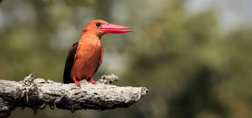 Sundarbans-National-Park