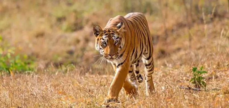 Tadoba-National-Park