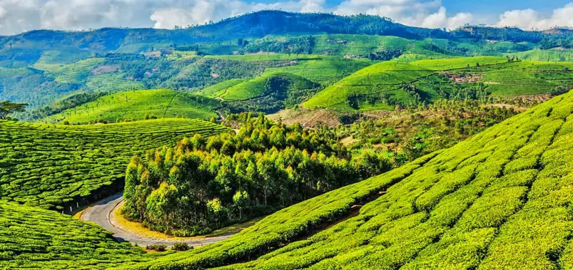 Tea-Estates-Heritage-and-Mountain-Serenity