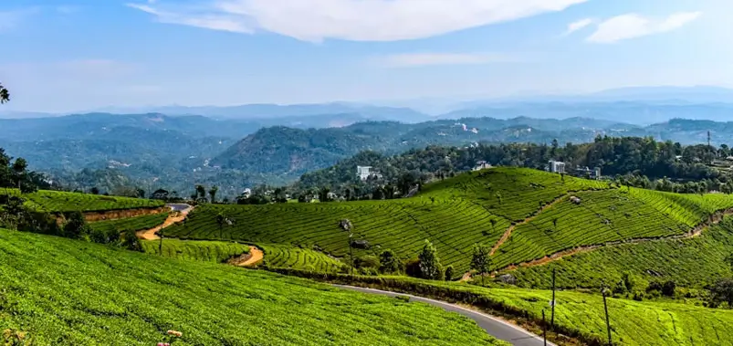 The-Tea-Garden-Paradise