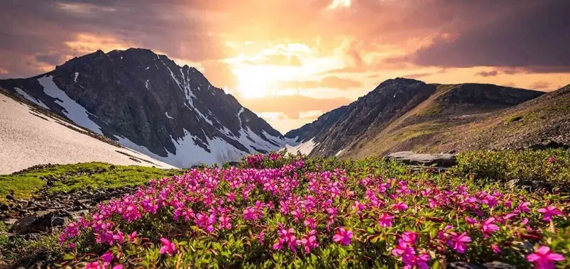 Valley-of-Flowers-National-Park