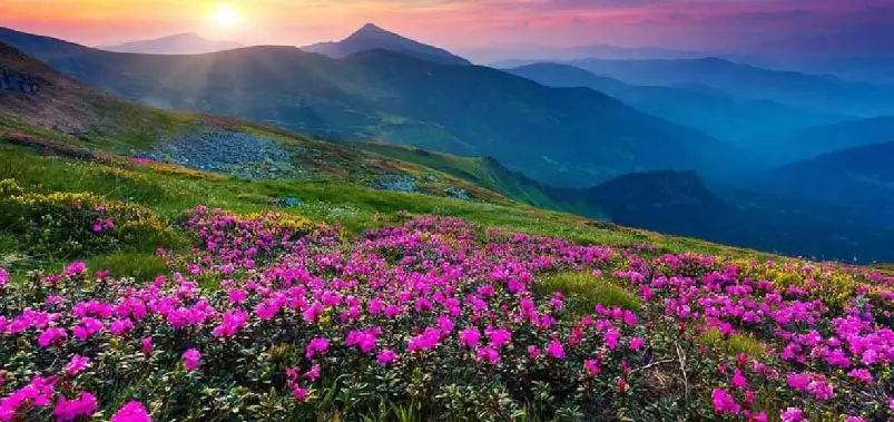 Valley of Flowers