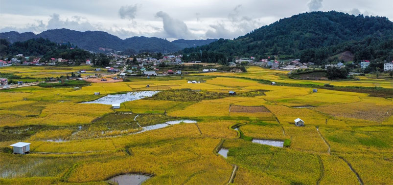 Ziro Valley