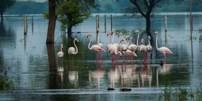 Bharatpur Birdwatching