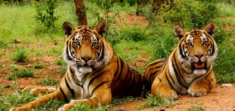 Jim Corbett National Park