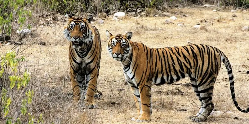 Sariska National Park