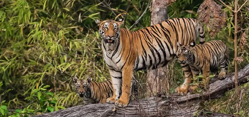 Tadoba National Park