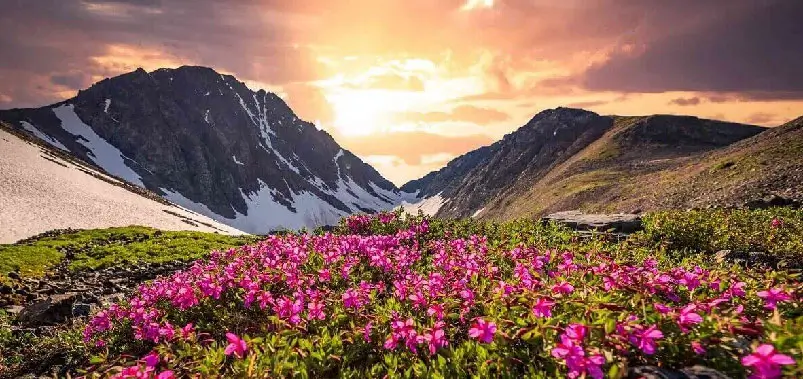 Valley of Flowers